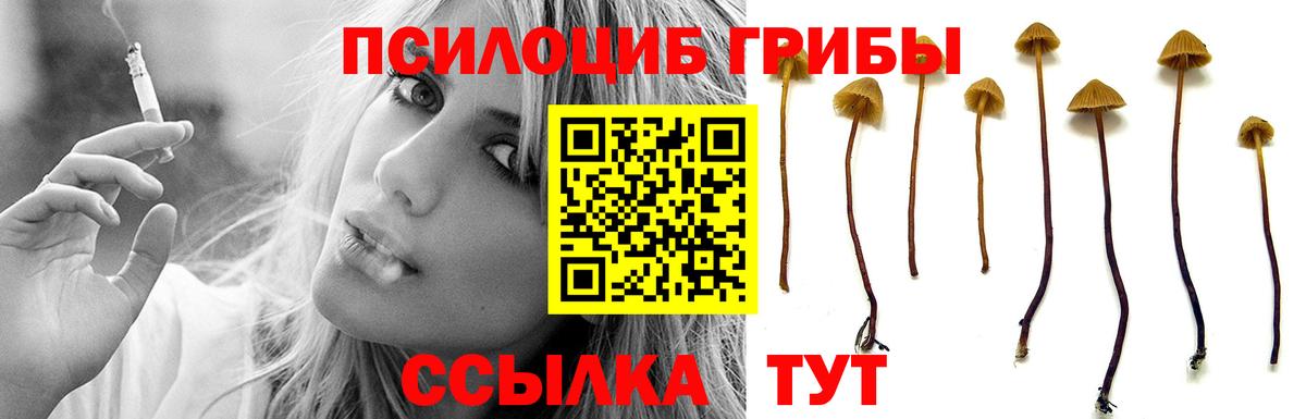 сколько стоит  Вход с VPN  Заринск  Псилоцибиновые грибы Cubensis 